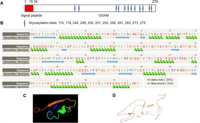 The versatile roles of odontogenic ameloblast-associated protein in odontogenesis, junctional epithelium regeneration and periodontal disease